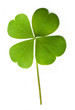 Shamrock leaf