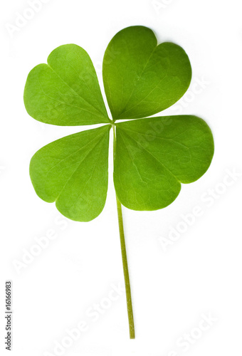Foto: Shamrock leaf Shamrock leaf