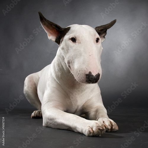 bullterrier bullterrier