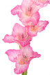 Gladiole Gladiole