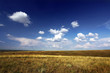 Photo: Blue sky and gold field. Blue sky and gold field.