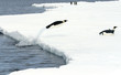 Emperor penguins (Aptenodytes forsteri)