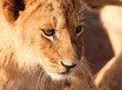 Curious Lion