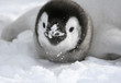 Emperor penguin (Aptenodytes forsteri)
