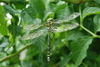 libelle