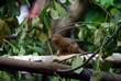 Pygmy Marmoset / Zwergseidenäffchen