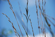 Gräser/ Herbs