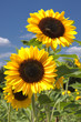 Sonnenblumen
