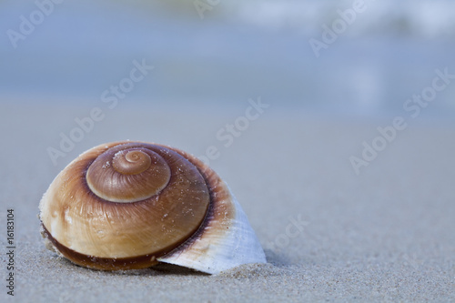 Photo: Shell Shell
