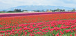Red Tulips Field