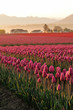 Morning in the tulip fields