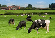 Cow Landscape