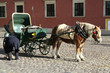 The horse in Warsaw The horse in Warsaw