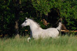 white arabian mare
