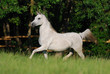 white arabian mare