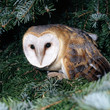 Eule_113664