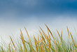 roseaux lande ou prairie et ciel bleu - écologie