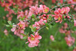 japanese quince branch - blossoming