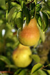 Poire Poire