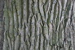 background of bark of old oak