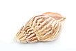 Photo: Sea shell Sea shell