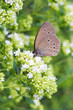 Common ringlet butterfly (Aphantopus hyperantus) Common ringlet butterfly (Aphantopus hyperantus)