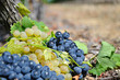Grappes de raisin