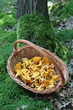 Waldpilze