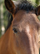 cheval