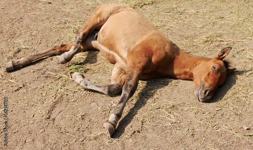 Baby Horses Sleeping