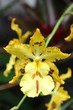 Orchidée de Madère