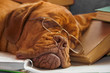 Dog Education