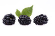The blackberry The blackberry