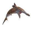 hammerhead shark