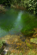 Fische