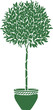 arbre en pot