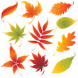 Set of vector colorful autumn leafs design elements. Set of vector colorful autumn leafs design elements.