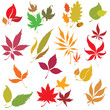 Set of vector colorful autumn leafs design elements.