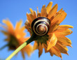 yellow snail