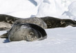 Weddell seals (Leptonychotes weddellii)