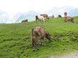 Auf der Alm Auf der Alm