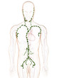 Lymphgefäsßsystem