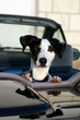 chien dans la voiture chien dans la voiture