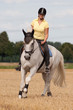 Schimmel - Reitpferd