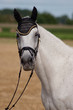 Schimmel - Reitpferd