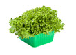 Fresh Lettuce salad in green box