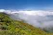 madeira