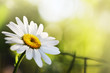 Beautiful daisy flower. Macro close-up, shallow DOF. Beautiful daisy flower. Macro close-up, shallow DOF.