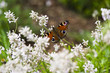 Schmetterling auf Sommerwiese