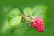 himbeeren,garten